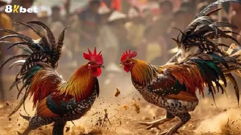 Đá gà cựa tròn là gì?